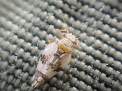 Euglyptoneura robusta