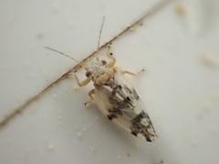 Euglyptoneura robusta