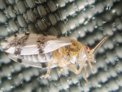 Euglyptoneura robusta