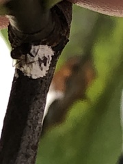 Phenacoccus dearnessi