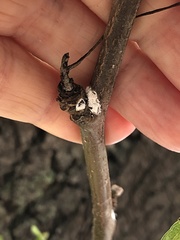 Phenacoccus dearnessi