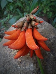 Erythrina lysistemon