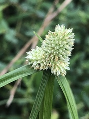 Cyperus sesquiflorus