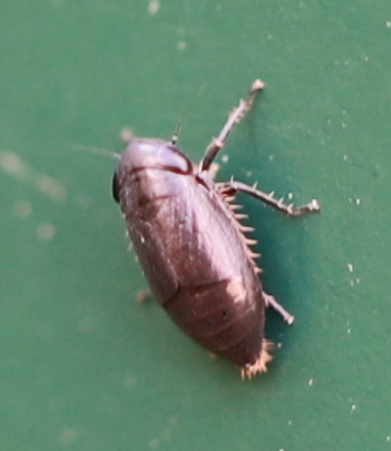 Bobacella