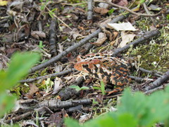 Anaxyrus americanus copei