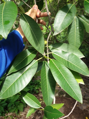 Ficus insipida (Ficus insipida)