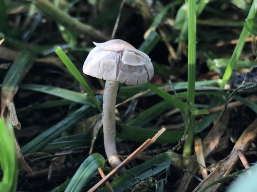 photo of Mower's Mushroom (Panaeolus foenisecii)