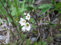 Myosotis australis