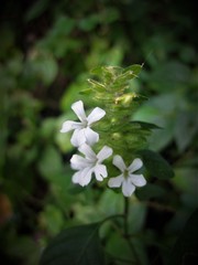 Phaulopsis imbricata