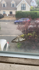 Cydalima perspectalis