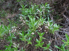 Traversia baccharoides