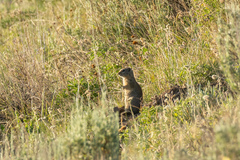 Urocitellus beldingi