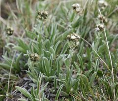 Antennaria carpatica