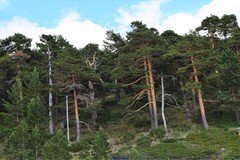 Juniperus communis saxatilis