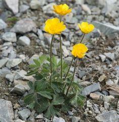 Ranunculus venetus