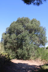 Olea europaea