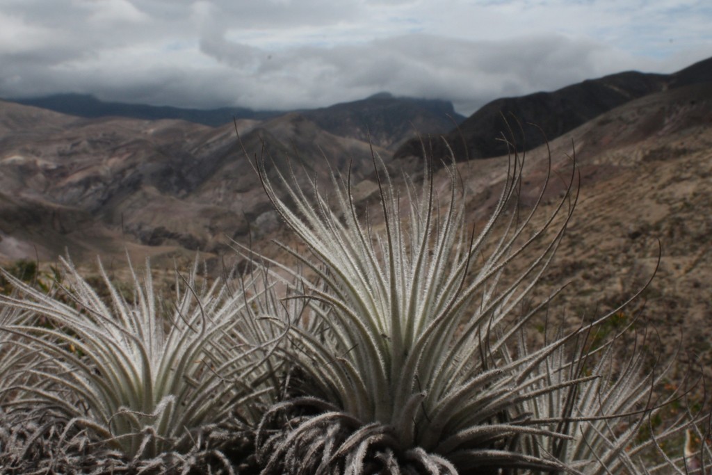 Tillandsia tectorum growing on arid rocks