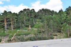 Juniperus communis saxatilis