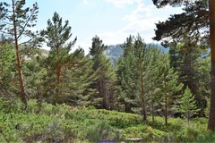 Cytisus oromediterraneus