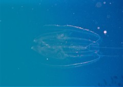 Leucothea multicornis