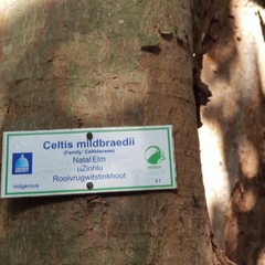 Celtis mildbraedii