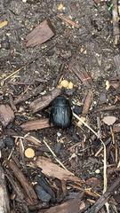 Phyllophaga cribrosa