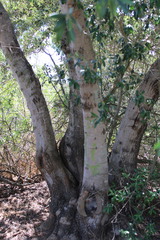 Olea europaea