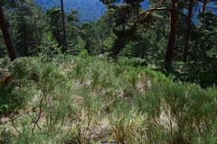 Cytisus oromediterraneus