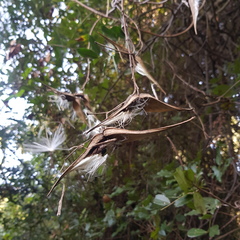 Strophanthus