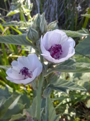 Althaea