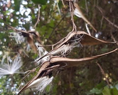 Strophanthus
