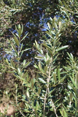 Olea europaea