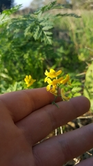 Corydalis curvisiliqua