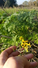 Corydalis curvisiliqua