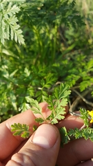 Corydalis curvisiliqua