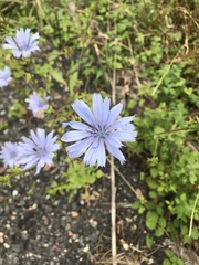 Cichorium intybus