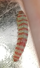 Coleotechnites canusella