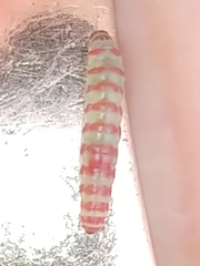 Coleotechnites canusella