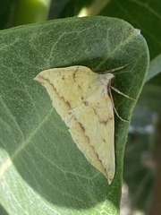 Neoterpes edwardsata