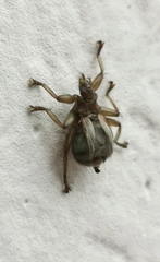 Crataerina pallida
