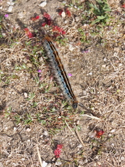 Malacosoma castrense