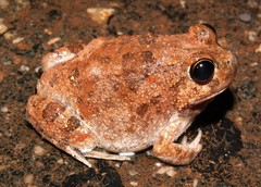 Platyplectrum spenceri