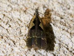 Dichomeris setosella