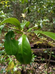 Myrsine arenaria