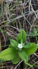 Lithospermum matamorense