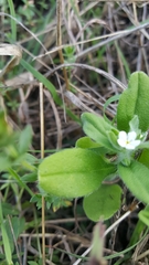 Lithospermum matamorense