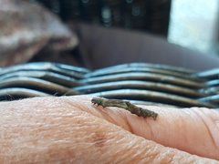 Peribatodes rhomboidaria