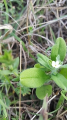 Lithospermum matamorense