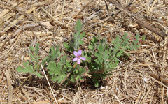Erodium