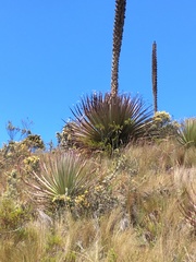 Puya hamata